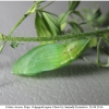 colias croceus pupa1 volg